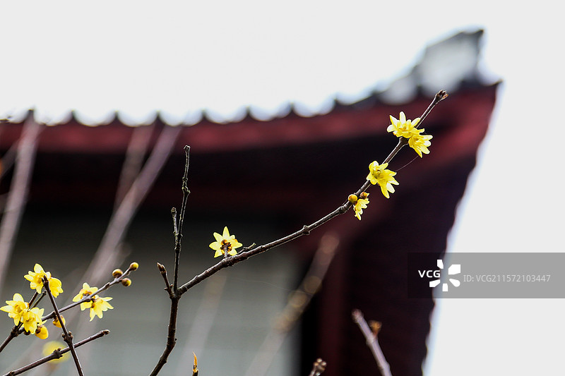 杭州孤山腊梅图片素材