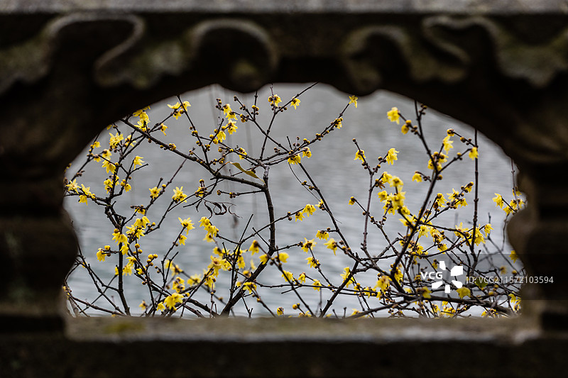 杭州孤山腊梅图片素材