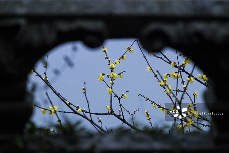 杭州孤山腊梅图片素材