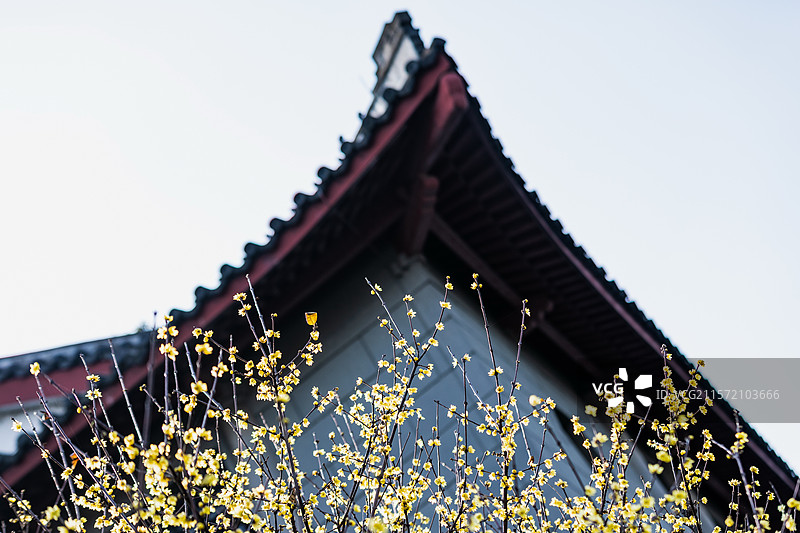 杭州孤山腊梅图片素材