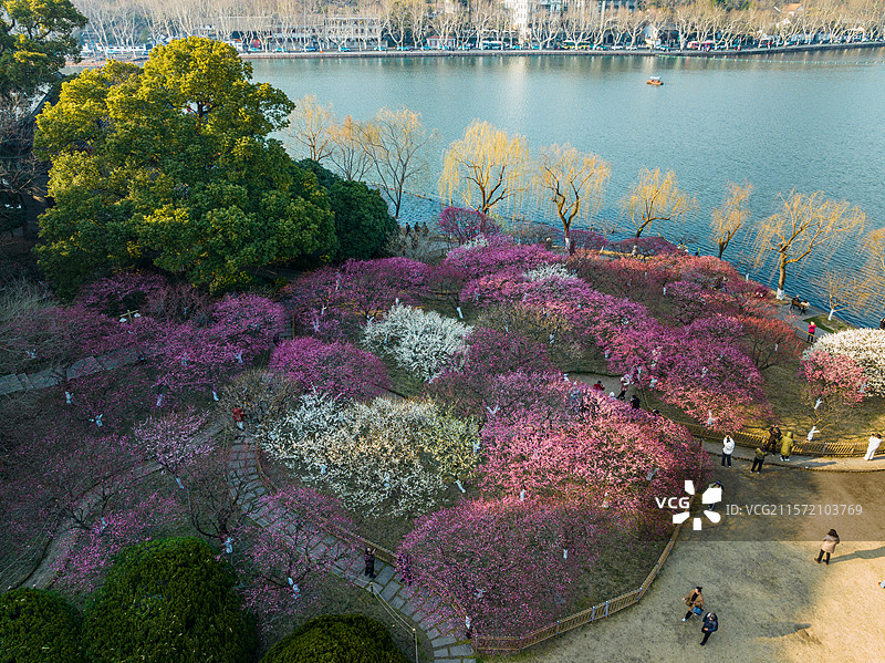 杭州孤山探梅图片素材