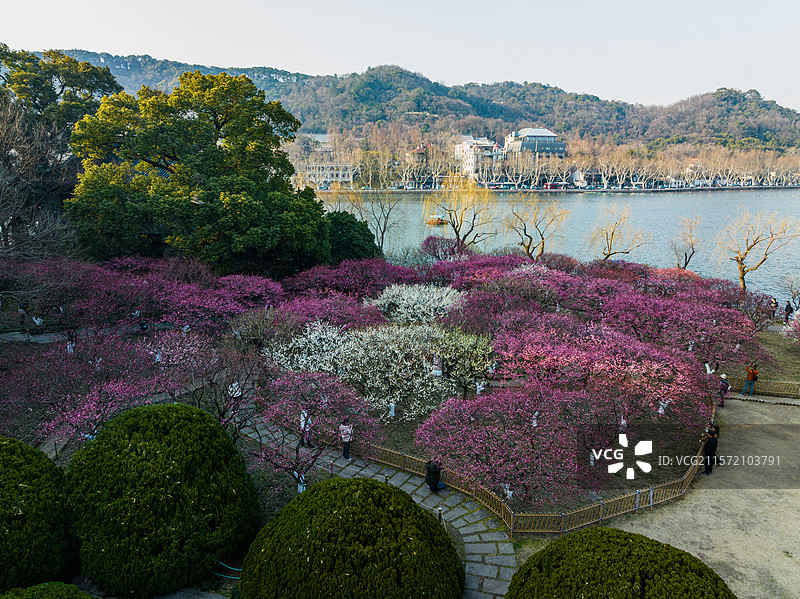 杭州孤山探梅图片素材