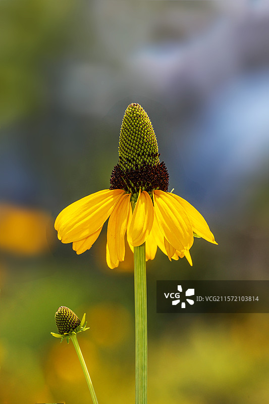 草原松果菊图片素材