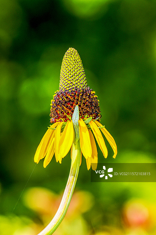草原松果菊图片素材