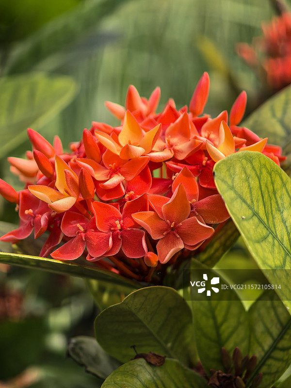 中国广西壮族自治区崇左市大新县湛圩镇明仕田园国家4A级景区夏天端午节的龙船花与采花的蝴蝶图片素材