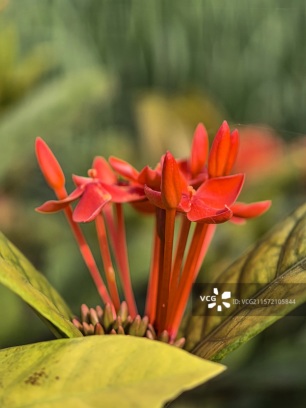 中国广西壮族自治区崇左市大新县湛圩镇明仕田园国家4A级景区夏天端午节的龙船花与采花的蝴蝶图片素材