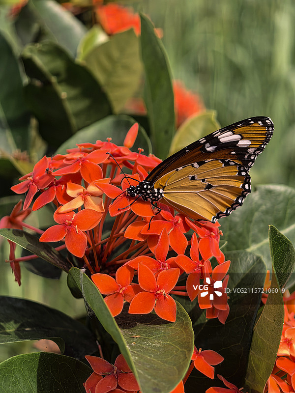 中国广西壮族自治区崇左市大新县湛圩镇明仕田园国家4A级景区夏天端午节的龙船花与采花的蝴蝶图片素材
