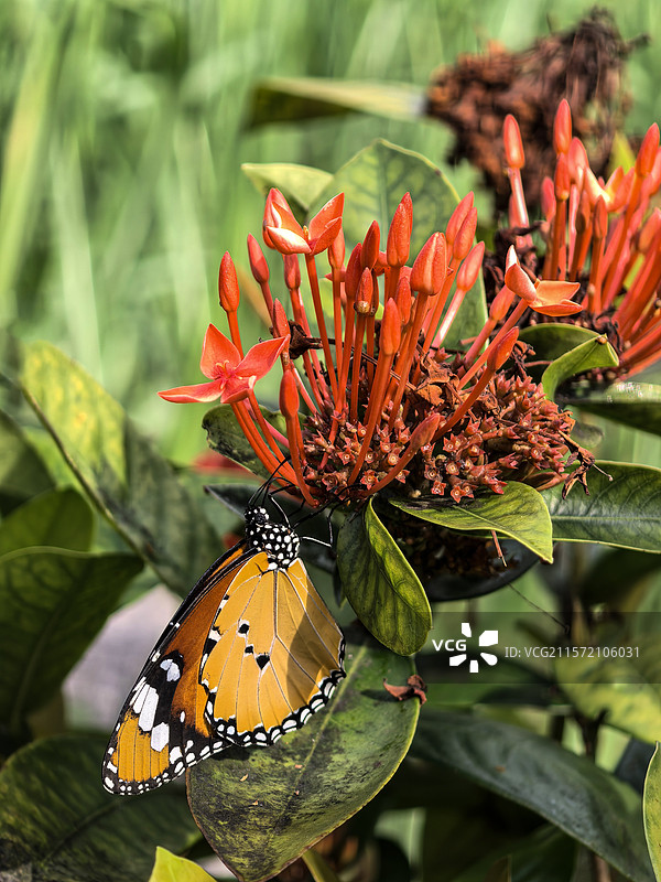 中国广西壮族自治区崇左市大新县湛圩镇明仕田园国家4A级景区夏天端午节的龙船花与采花的蝴蝶图片素材