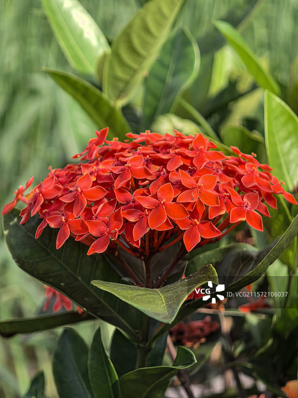 中国广西壮族自治区崇左市大新县湛圩镇明仕田园国家4A级景区夏天端午节的龙船花与采花的蝴蝶图片素材