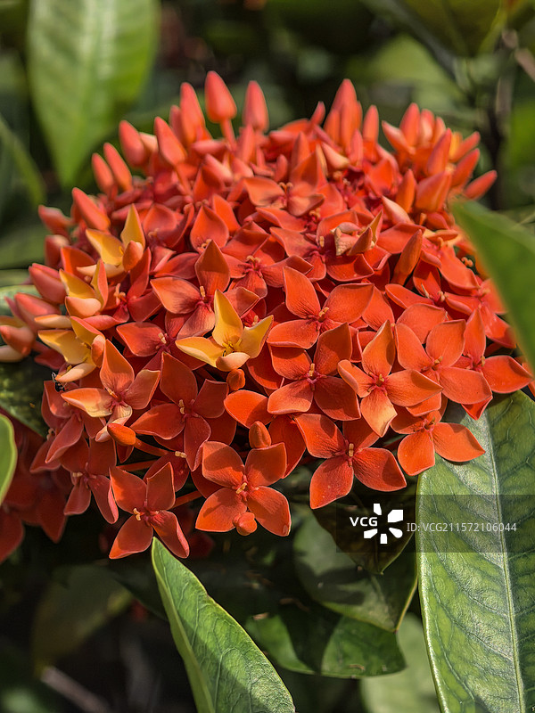中国广西壮族自治区崇左市大新县湛圩镇明仕田园国家4A级景区夏天端午节的龙船花与采花的蝴蝶图片素材