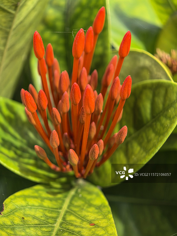 中国广西壮族自治区崇左市大新县湛圩镇明仕田园国家4A级景区夏天端午节的龙船花与采花的蝴蝶图片素材