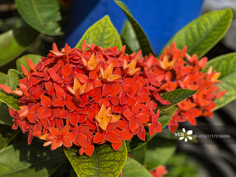 中国广西壮族自治区崇左市大新县湛圩镇明仕田园国家4A级景区夏天端午节的龙船花与采花的蝴蝶图片素材