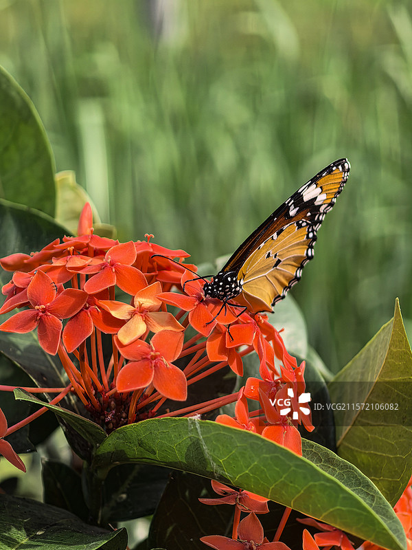 中国广西壮族自治区崇左市大新县湛圩镇明仕田园国家4A级景区夏天端午节的龙船花与采花的蝴蝶图片素材