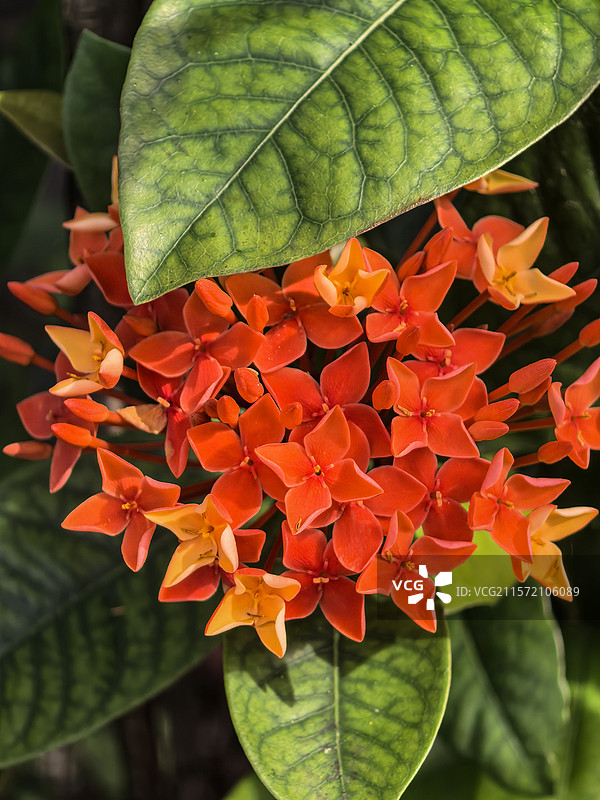 中国广西壮族自治区崇左市大新县湛圩镇明仕田园国家4A级景区夏天端午节的龙船花与采花的蝴蝶图片素材