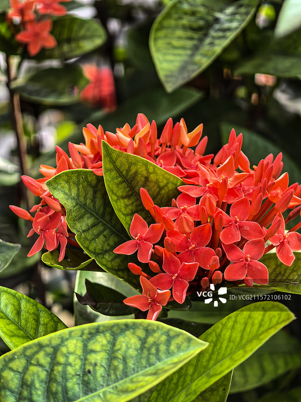 中国广西壮族自治区崇左市大新县湛圩镇明仕田园国家4A级景区夏天端午节的龙船花与采花的蝴蝶图片素材