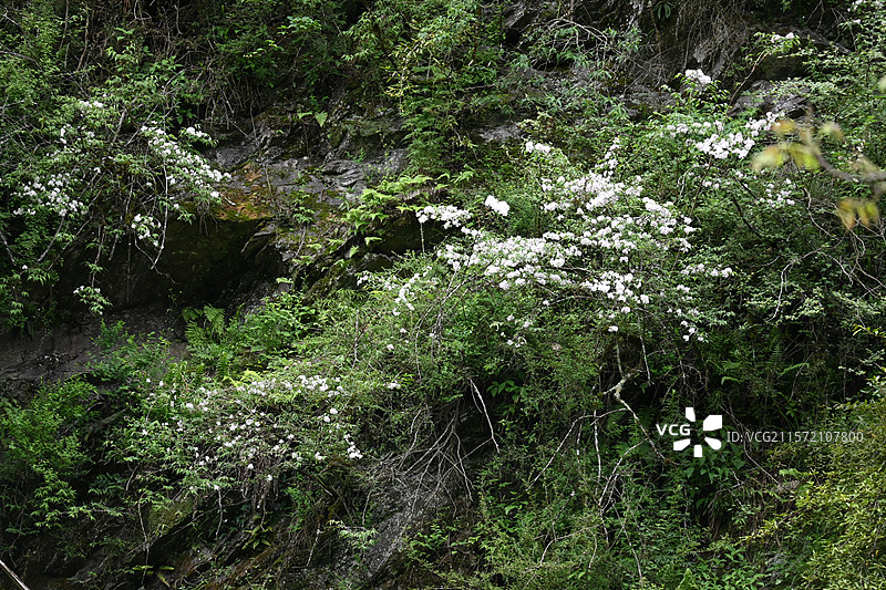 雅安二郎山喇叭河景区图片素材