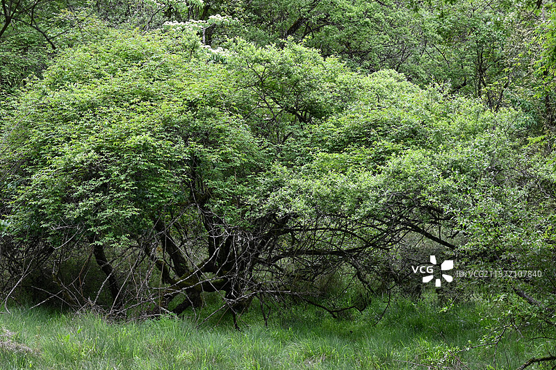 雅安二郎山喇叭河景区图片素材