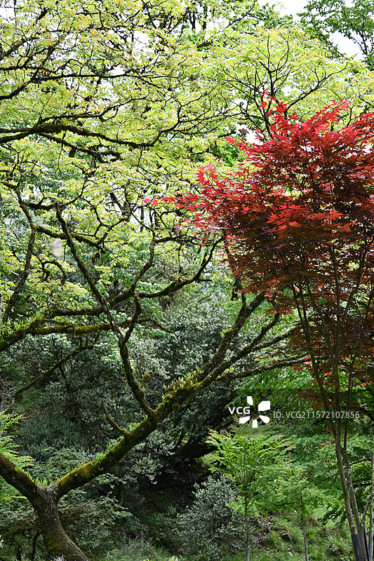 雅安二郎山喇叭河景区 枫叶图片素材