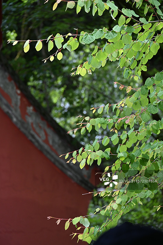 雅安二郎山喇叭河景区图片素材