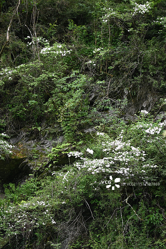 雅安二郎山喇叭河景区图片素材