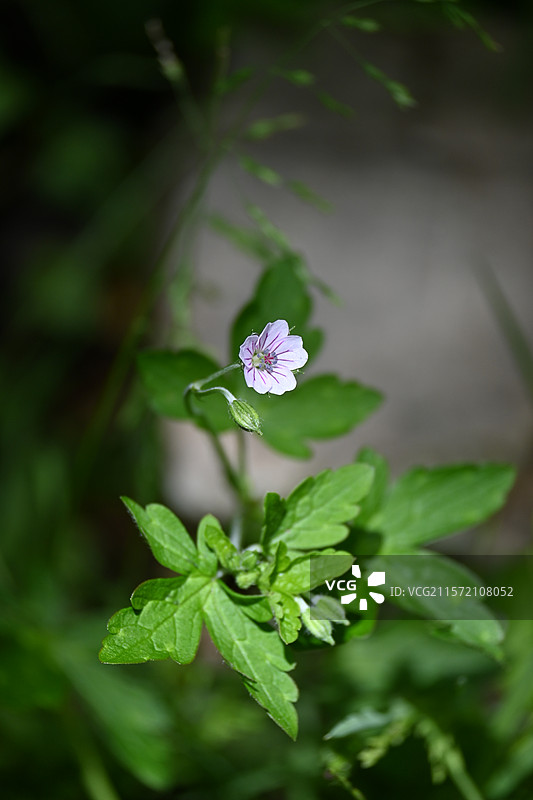 雅安二郎山喇叭河景区图片素材