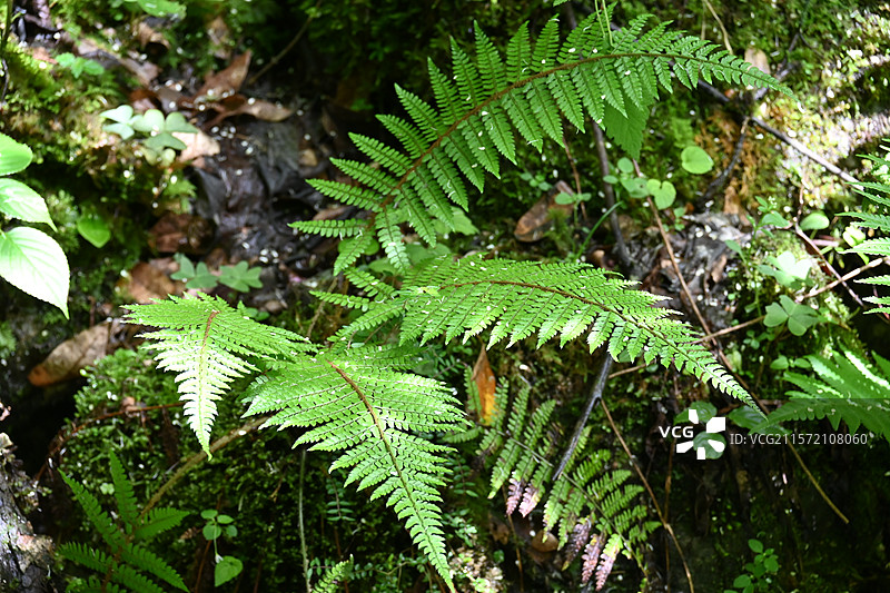 雅安二郎山喇叭河景区 蕨类图片素材