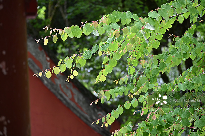 雅安二郎山喇叭河景区图片素材