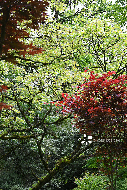 雅安二郎山喇叭河景区 枫叶图片素材