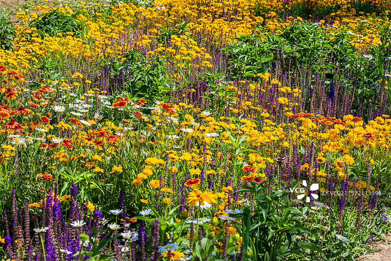天津西青区花海花田露营地图片素材