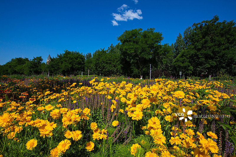 天津西青区花海花田露营地图片素材