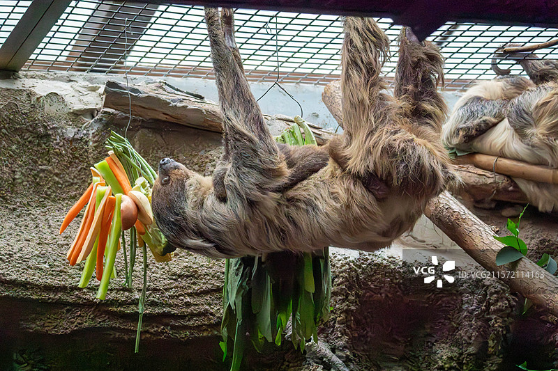北京动物园一只树懒悬挂在树枝上，用前爪抓着胡萝卜和青豆等食物。图片素材
