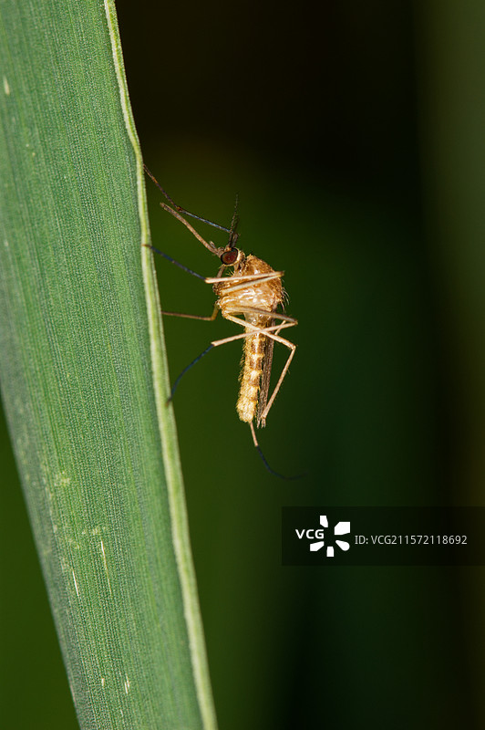 叶子上蚊子特写镜头，动物昆虫野生野外，户外自然生态，害虫疾病健康传染，微距特写图片素材