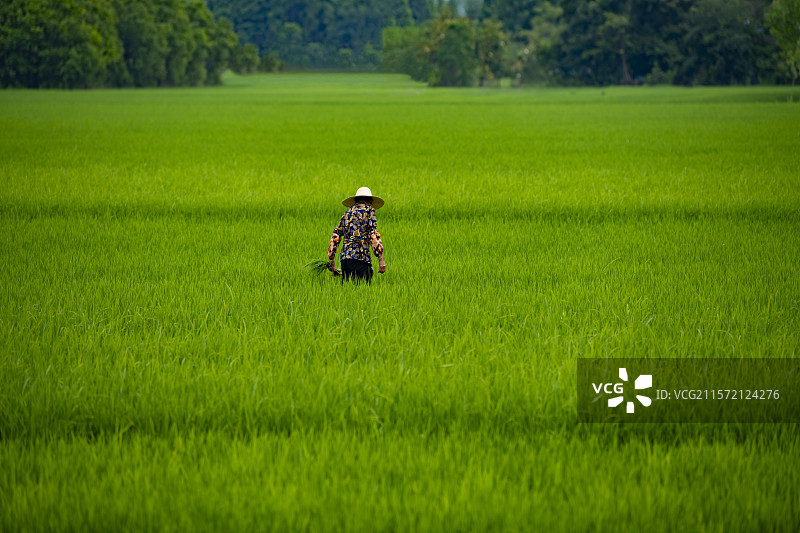 稻田中劳作的农人图片素材