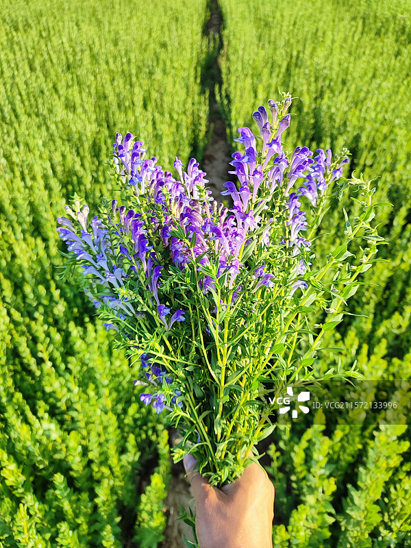 黄芩花图片素材