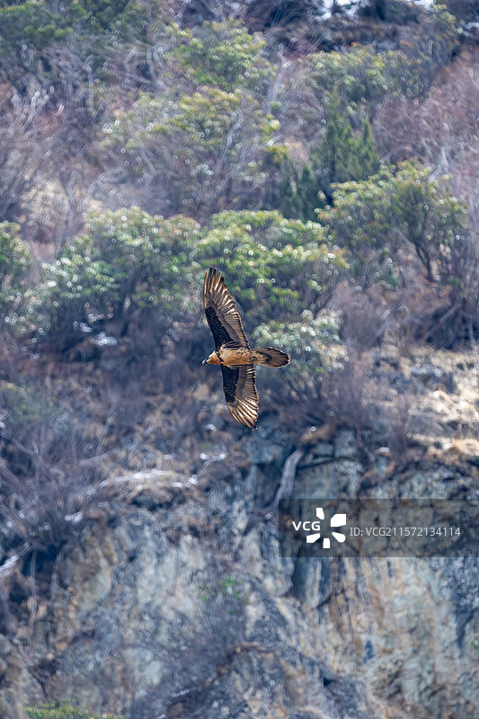 西藏林芝工布江达县的胡兀鹫图片素材