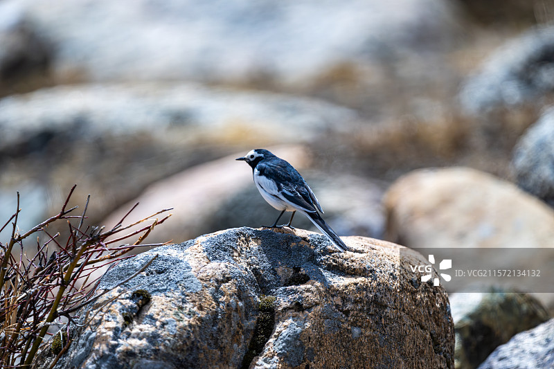 西藏林芝工布江达县的白鹡鸰图片素材