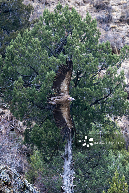 西藏林芝工布江达县的高山兀鹫图片素材
