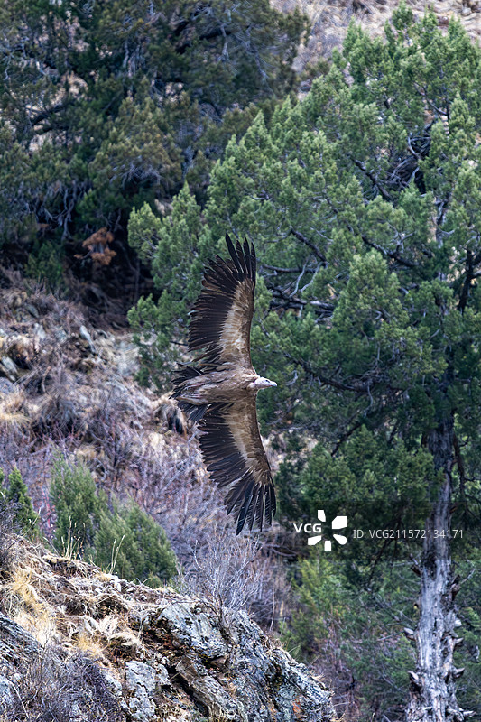 西藏林芝工布江达县的高山兀鹫图片素材