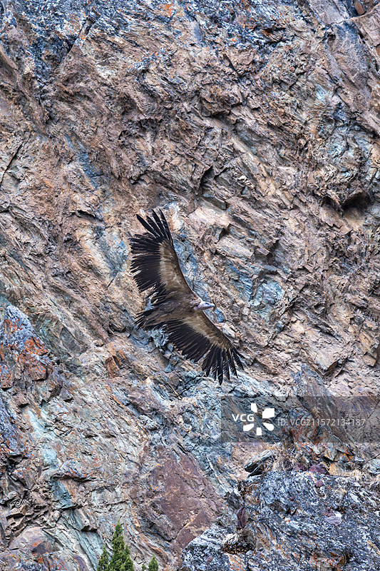 西藏林芝工布江达县的高山兀鹫图片素材