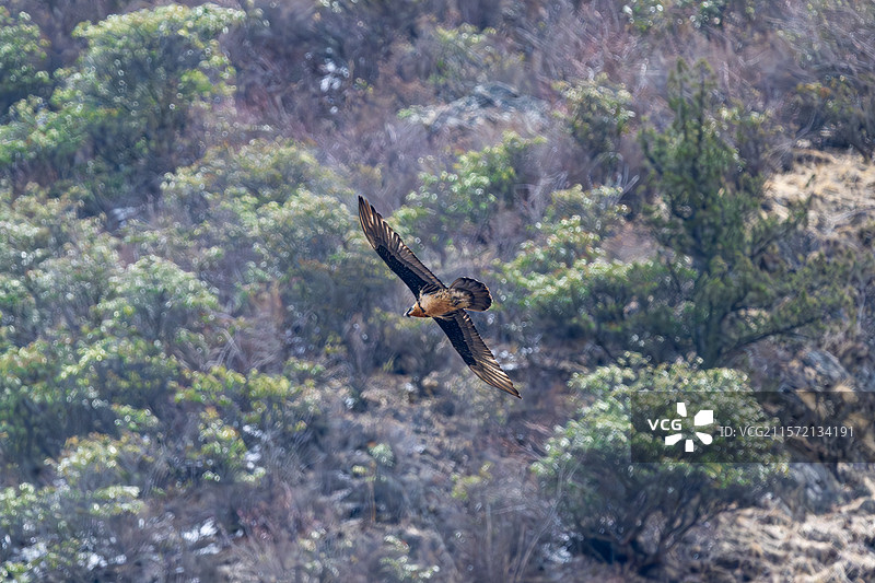 西藏林芝工布江达县的胡兀鹫图片素材