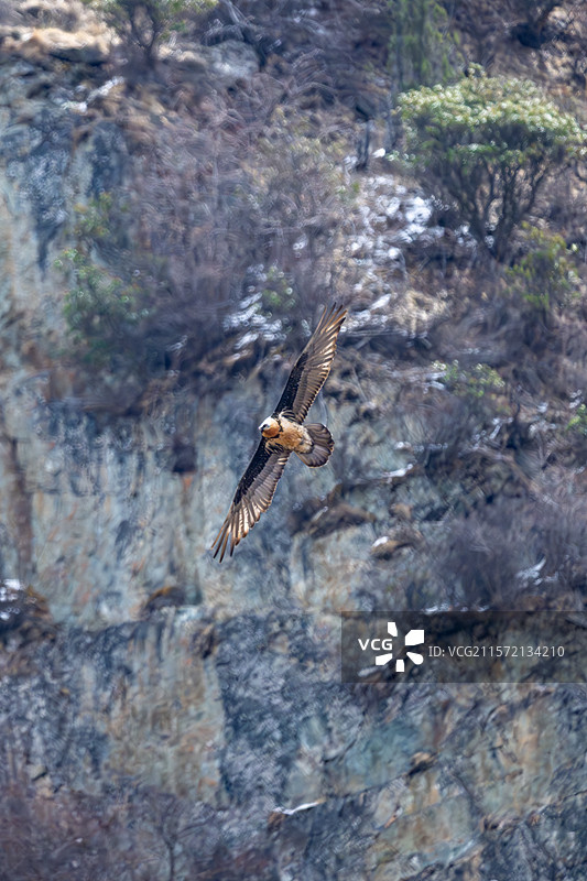 西藏林芝工布江达县的胡兀鹫图片素材
