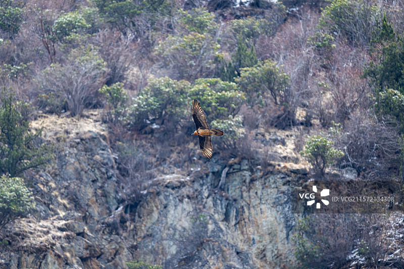 西藏林芝工布江达县的胡兀鹫图片素材