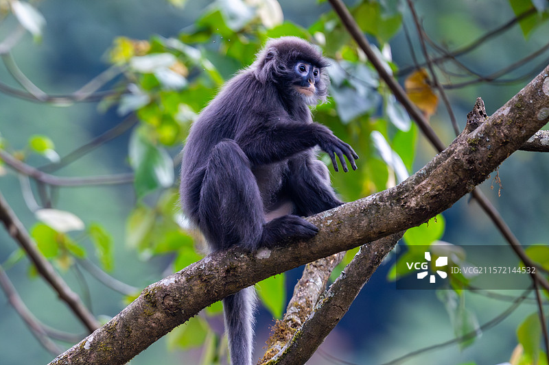 云南德宏芒市的菲氏叶猴/中缅灰叶猴图片素材