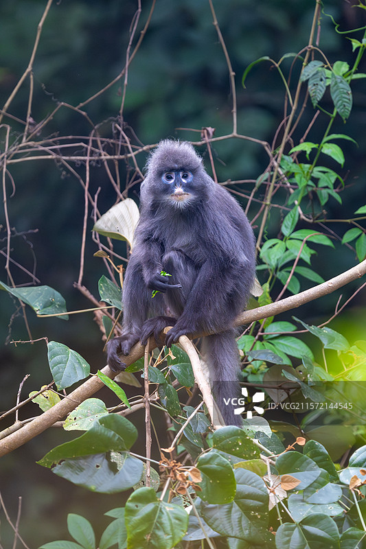 云南德宏芒市的菲氏叶猴/中缅灰叶猴图片素材