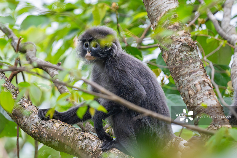 云南德宏芒市的菲氏叶猴/中缅灰叶猴图片素材