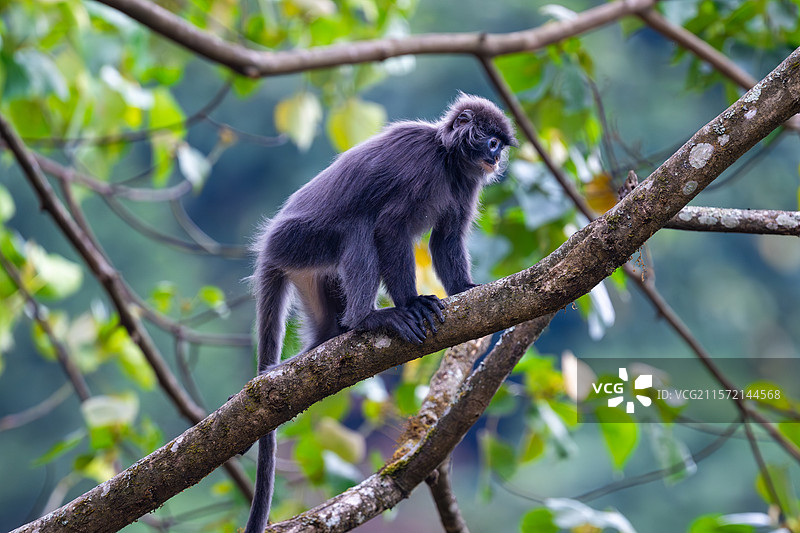 云南德宏芒市的菲氏叶猴/中缅灰叶猴图片素材