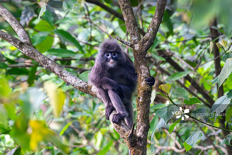 云南德宏芒市的菲氏叶猴/中缅灰叶猴图片素材