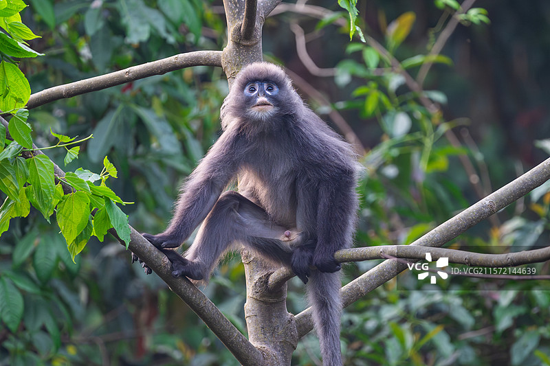 云南德宏芒市的菲氏叶猴/中缅灰叶猴图片素材