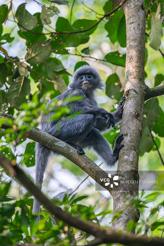 云南德宏芒市的菲氏叶猴/中缅灰叶猴图片素材