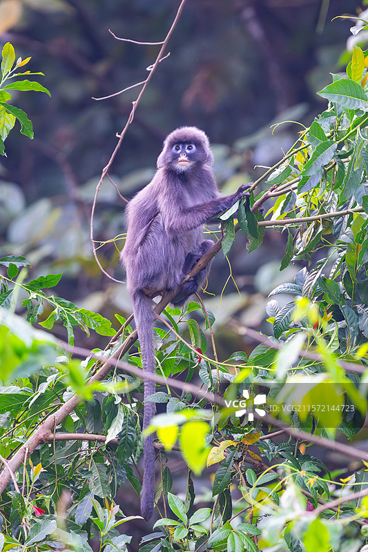 云南德宏芒市的菲氏叶猴/中缅灰叶猴图片素材